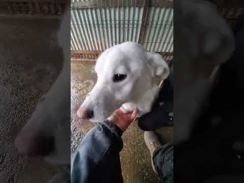 Wikie en vidéo 3