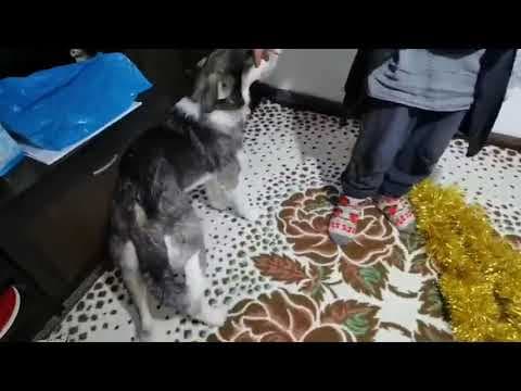Reuben en vidéo 2