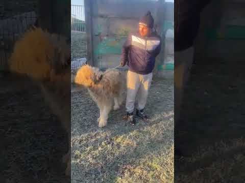 Darren en vidéo 4