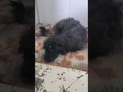 Mimi en vidéo 1
