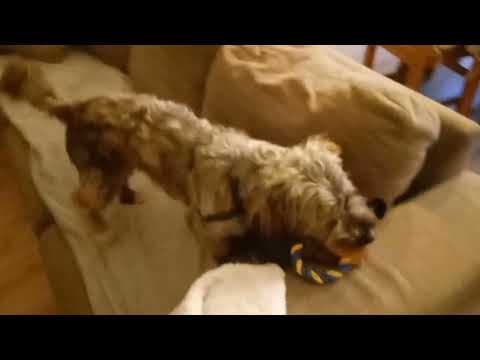Cookie en vidéo 1