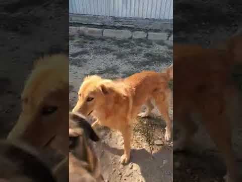 Kingston en vidéo 1