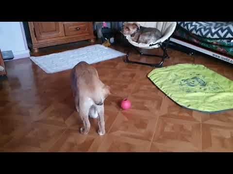 Ayvi en vidéo 2