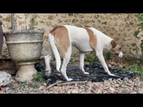 Raiponce en vidéo 2