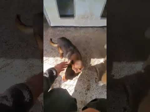 Sami en vidéo 2