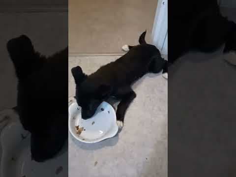 Toinette en vidéo 3