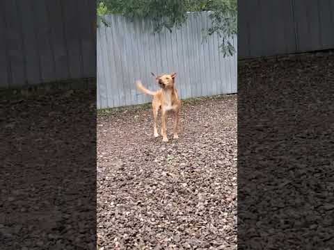Silco en vidéo 7