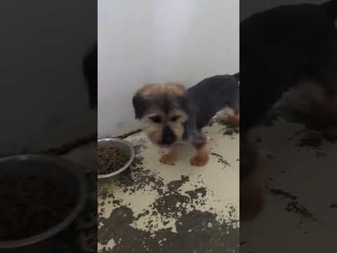Kovou en vidéo 2