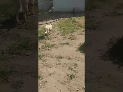 Drogon en vidéo 1
