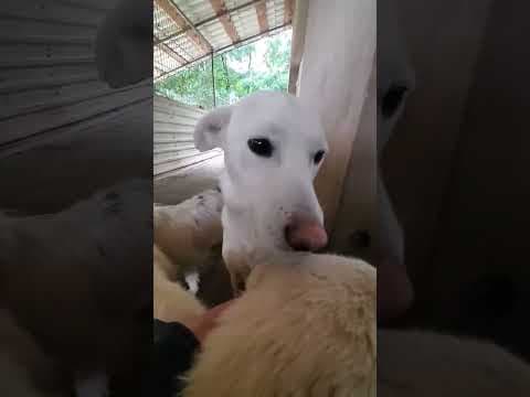 Wikie en vidéo 2