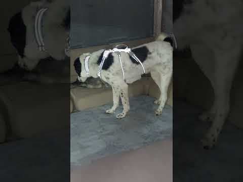 Sambo en vidéo 10