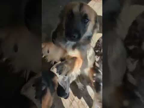 Lulu en vidéo 1