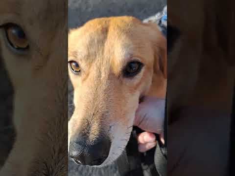 Buckley en vidéo 5