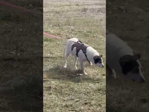 Obelix en vidéo 3