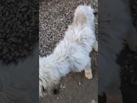 Teddy en vidéo 2