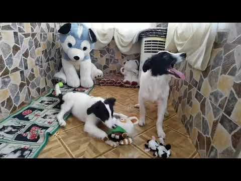 Lush en vidéo 1