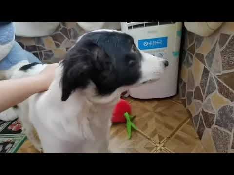 Lush en vidéo 3
