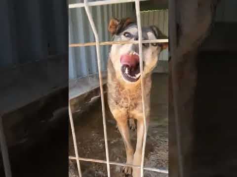 Mouchou en vidéo 4