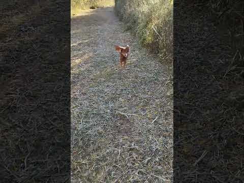 Cannelle en vidéo 5