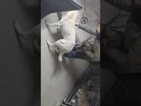 Lilou en vidéo 2