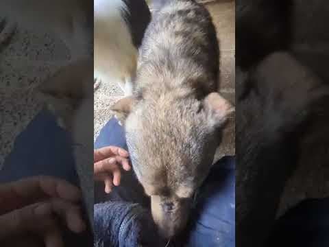 Guss en vidéo 1