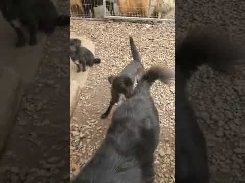 Aponia en vidéo 1