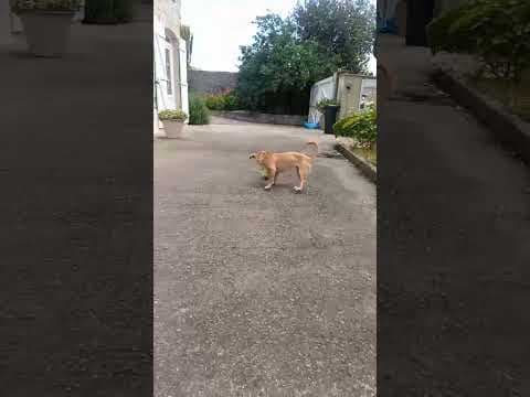 Kala en vidéo 4