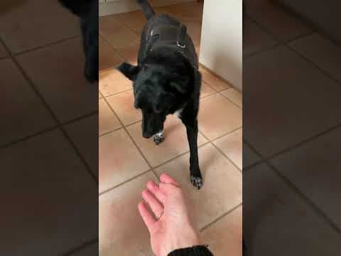 Litchee en vidéo 10