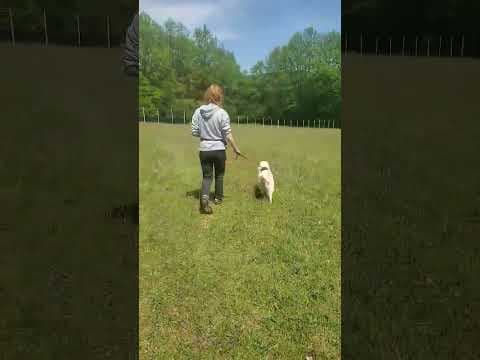 Siena en vidéo 1