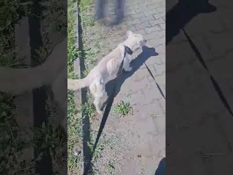 Geralt en vidéo 2