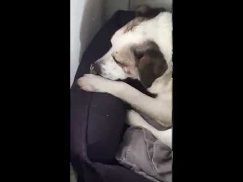 ** Bayou ** 4 Ans De Box en vidéo 9