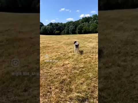 Sambo en vidéo 7