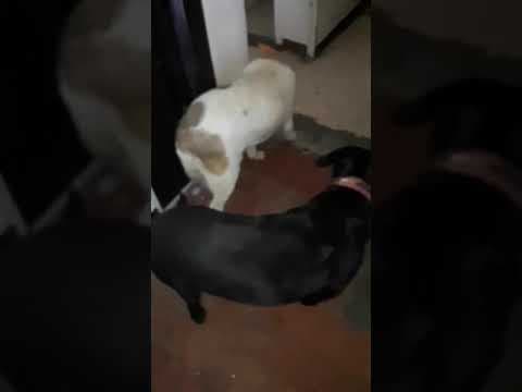 ** Bayou ** 4 Ans De Box en vidéo 10