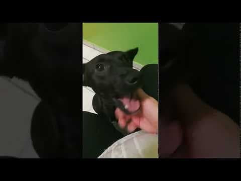 Nougat en vidéo 2