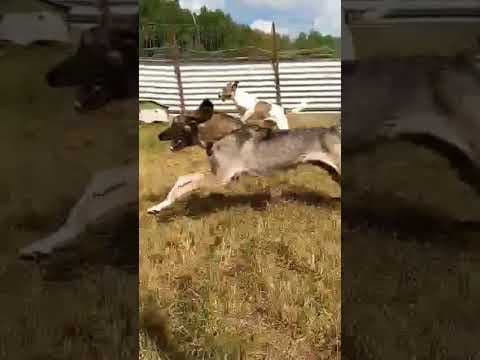 Nina en vidéo 4