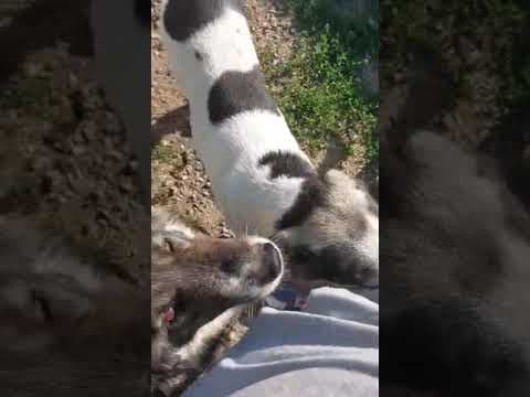 Moon en vidéo 4