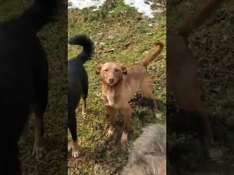 Lipova en vidéo 1