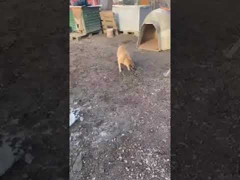 Urikane en vidéo 1