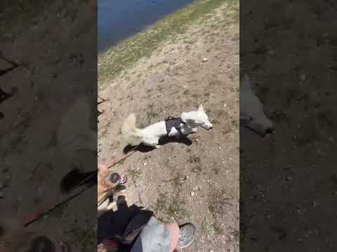 Geralt en vidéo 12