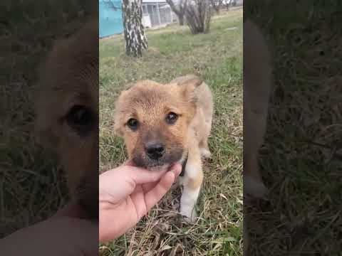 Amelia en vidéo 2