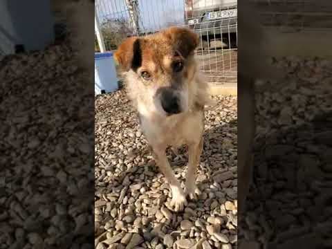 Ziva en vidéo 5