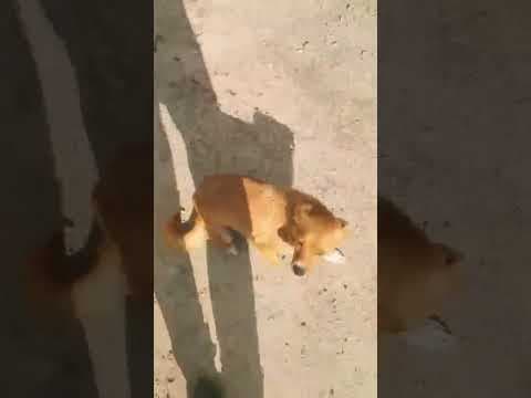 Sweet en vidéo 4