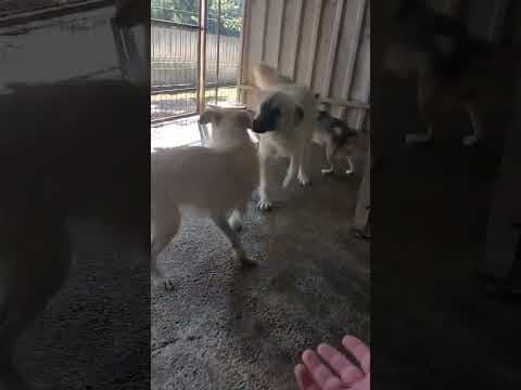 Dakarya en vidéo 1