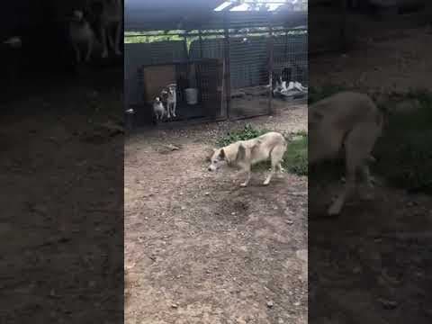Louvia en vidéo 4
