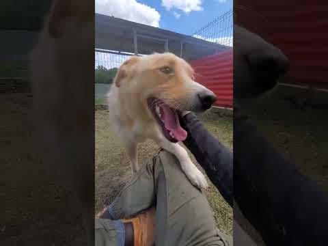 Zoltan en vidéo 2