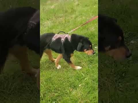 Attikus en vidéo 3