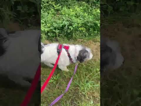 Rose en vidéo 2