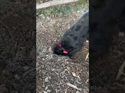 Wanda en vidéo 3