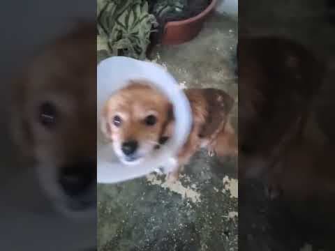Cannelle en vidéo 3