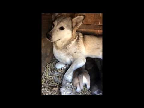 Louvia en vidéo 1